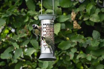 birds feeding on a feeder filled with food like peanuts © LDC