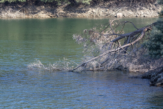 Fallen tree trunk entering castelo de bode reservoir