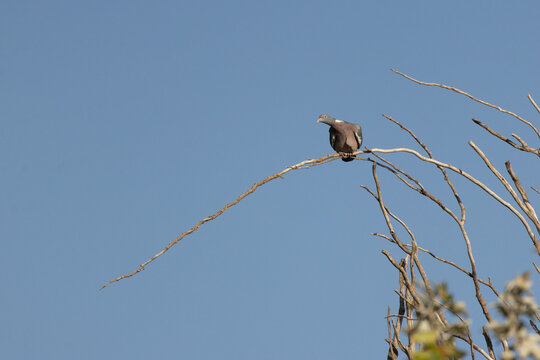 Wood pigeon perched on bare branch in lisbon