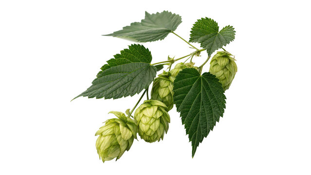 Fresh green hop cones branch agriculture brewery culinary ingredient isolated on transparent background