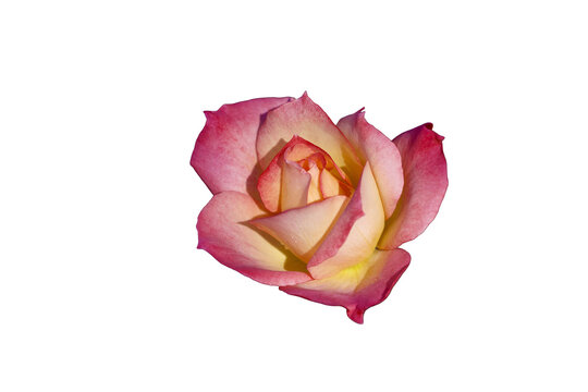 pink rose with yellow Isolated on transparent background&nbsp;