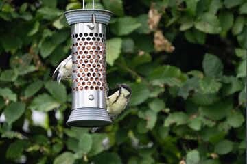 birds feeding on a feeder filled with food like peanuts © LDC