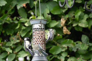 birds feeding on a feeder filled with food like peanuts © LDC