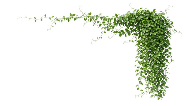 Green vine with leaves cascading downward on isolated background