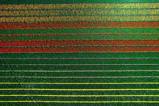 Rang&eacute;es de tulipes color&eacute;es dans un champ &agrave; Cestas