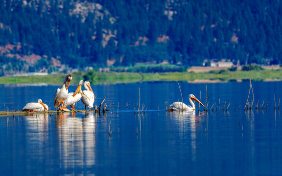 Flock of American White Pelicans, Pelecanus erythrorhynchos, in Washoe Lake located between Reno and Carson City Nevada