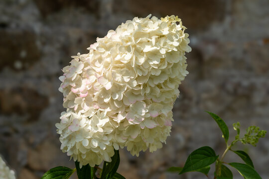 Blooming White Panicle Hydrangea Flower Cluster Hydrangea paniculata