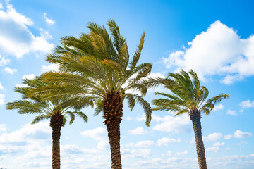 palm trees and blue sky © RBurke