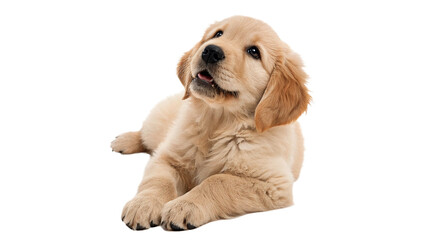 Cute golden retriever puppy dog pet domestic animal lying down isolated on transparent background © Yusuf