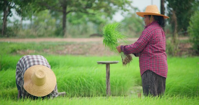 Women farmers in straw hats bend to transplant rice seedlings by hand in a flooded paddy field in rural Thailand.