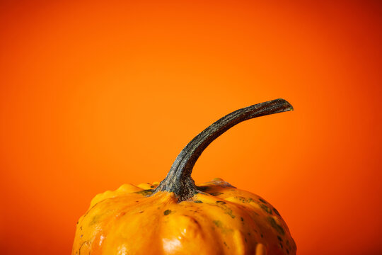 Close-Up of a Yellow Decorative Pumpkin Stem on an Orange Background