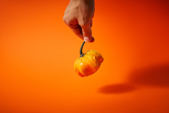 Hand holding a small pumpkin on a bright orange background