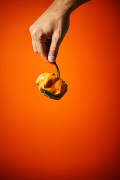 Hand Holding Small Ornamental Gourd Pumpkin Against Bright Orange Background