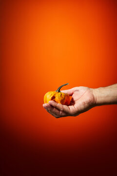 Man Hand Holding a Small Decorative Pumpkin on Orange Background