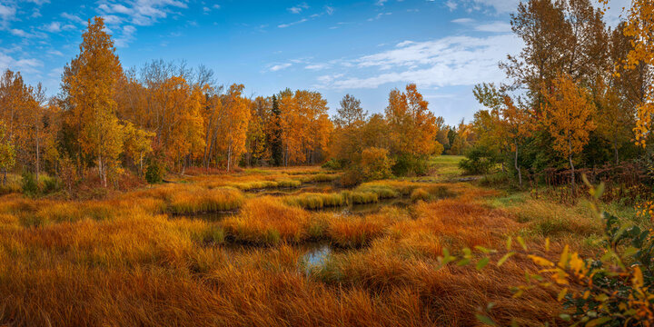 Autumn tranquil marshland pond and birch tree forest landscape along Chester Creek Trail with gold colored foliage, water grass, and deep blue cloudy sky in Anchorage, Alaska, USA.