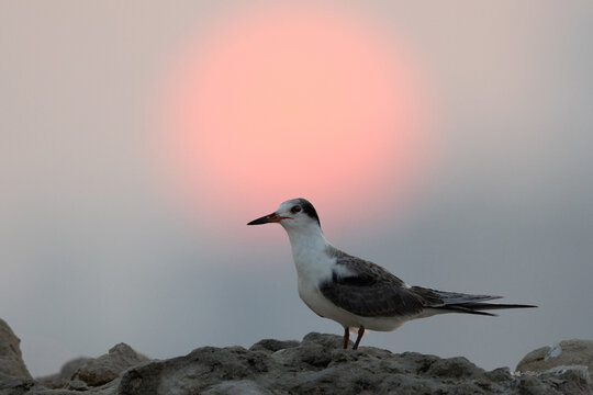 A backlit image of juvenile White-cheeked Tern perched on a rock and dramatic sunrise at Tubli bay, Bahrain