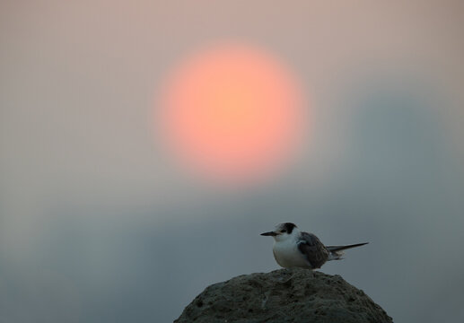 A backlit image of juvenile White-cheeked Tern perched on a rock and dramatic sunrise at Tubli bay, Bahrain