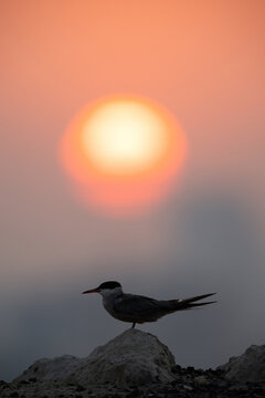 A backlit image of White-cheeked Tern perched on a rock and dramatic sunrise at Tubli bay, Bahrain