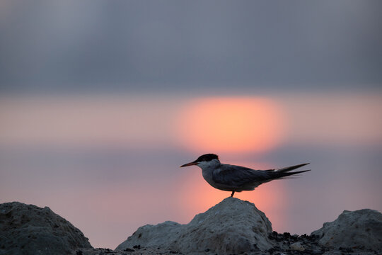 A backlit image of White-cheeked Tern perched on a rock and dramatic sunrise at Tubli bay, Bahrain