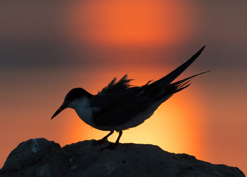 A backlit image of White-cheeked Tern preening during sunrise