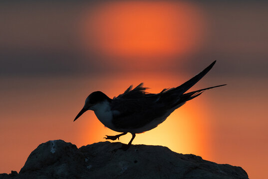 A backlit image of juvenile White-cheeked Tern preening during sunrise