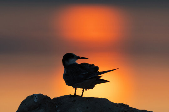 A backlit image of White-cheeked Tern perched on a rock during sunrise