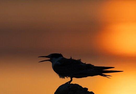Silhouette of juvenile White-cheeked Tern hungry calling during sunrise at Tubli, Bahrain