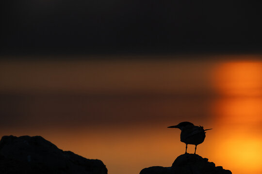 Silhouette of White-cheeked Tern perched on a rock during sunrise
