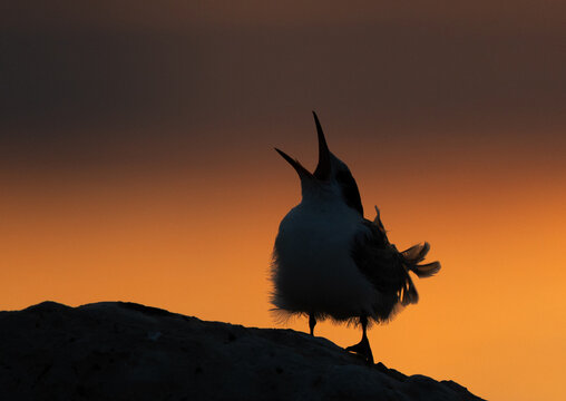 Silhouette of juvenile White-cheeked Tern hungry calling during sunrise at Tubli, Bahrain