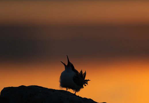Silhouette of juvenile White-cheeked Tern calling for food  during sunrise at Tubli, Bahrain