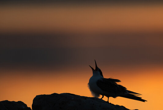 Silhouette of juvenile White-cheeked Tern calling for food  during sunrise at Tubli, Bahrain