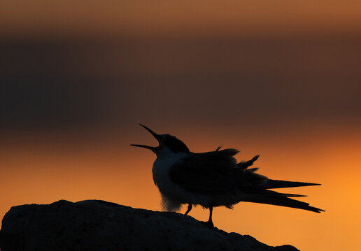 A backlit image of juvenile White-cheeked Tern calling for food  during sunrise at Tubli, Bahrain