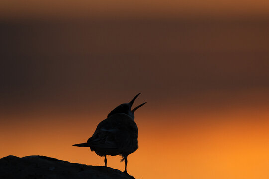 A backlit image of juvenile White-cheeked Tern calling for food  during sunrise at Tubli, Bahrain