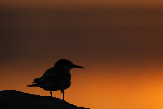 A backlit image of White-cheeked Tern during sunrise at Tubli, Bahrain