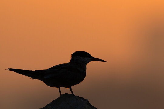 A backlit image of White-cheeked Tern perched on a rock during sunrise at Tubli