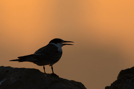A backlit image of White-cheeked Tern perched on a rock during sunrise