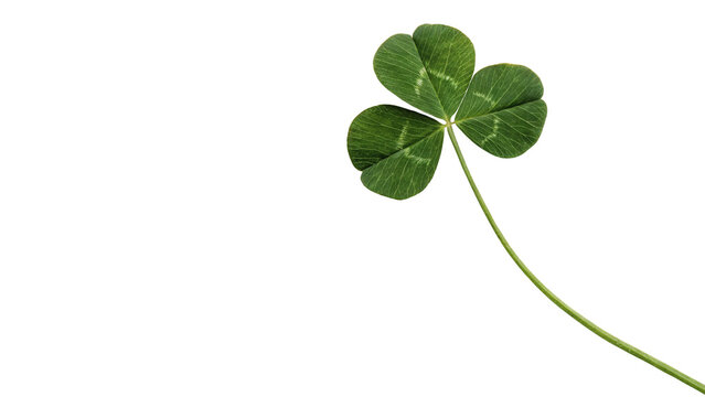 Single green four leaf clover lucky charm plant sprig isolated on transparent background