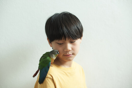 Little Asian boy with cute green cheeked conure parrot perched on his shoulder at home