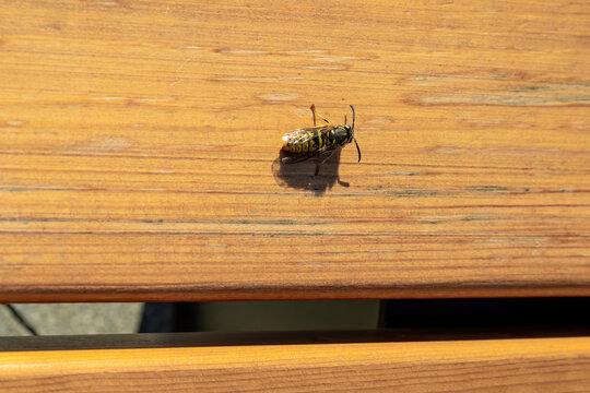 Close up of a yellowjacket wasp sitting on wooden bench on a warm sunny day.
