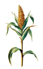 Fototapeta premium PNG Vintage botanical illustration of a corn plant.
