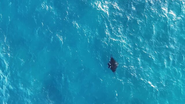 Aerial view of a Manta in the ocean