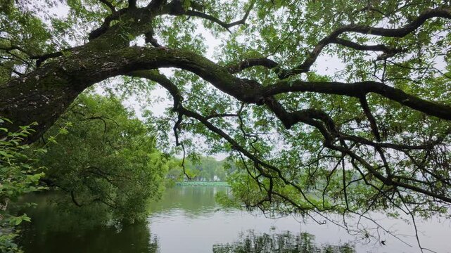 Ancient gnarled willow tree arching over tranquil lake with lush green foliage and misty reflections