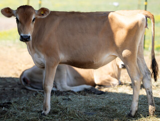 Calf enjoys bright farmyard sunlight. Calf portrait suits agriculture background. Brown calf rests near livestock. Gentle calf stays with herd. © Volodymyr