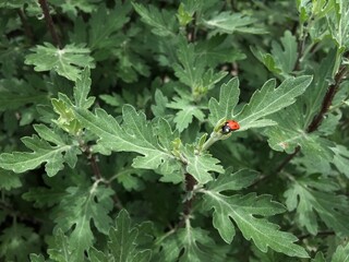 Ladybug on green leaf. Close-up of green chrysanthemum leaves in the garden © LineDP