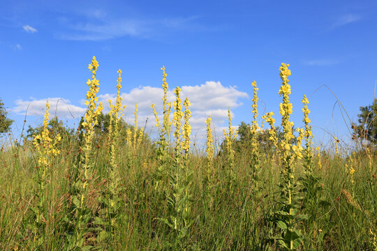 Tall yellow mullein flowers blooming in a wild summer meadow under a bright blue sky