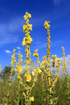 Tall yellow Verbascum thapsus flowers blooming in a sunny meadow against a bright blue sky