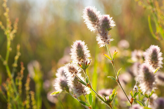 Soft fluffy rabbitfoot clover flowers blooming in a sunlit meadow during the golden hour time
