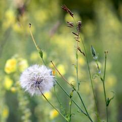 Close up of a fluffy dandelion seed head in a vibrant meadow during a sunny spring afternoon © Pavlo Klymenko