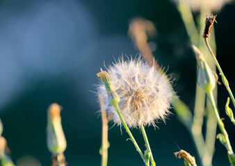 Close up of a fluffy dandelion seed head glowing in the warm light of a late summer afternoon © Pavlo Klymenko