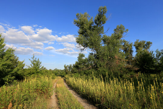 A scenic dirt path winding through a lush green meadow under a bright blue summer sky with clouds
